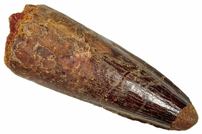 Fossil Spinosaurus Tooth - Real Dinosaur Tooth #357465